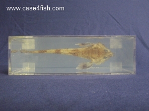 Foto Galerie/Perciformes/Cottoidei/Agonus cataphractus/Agonus cataphractus_07_S.jpg